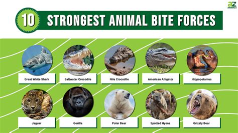 animal with the strongest bite.